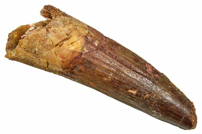 Fossil Spinosaurus Tooth - Real Fossil Tooth #370716